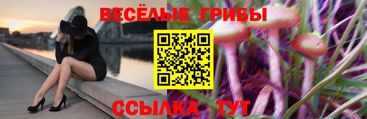 Прохладный  Псилоцибиновые грибы Psilocybine cubensis  Вход с VPN 